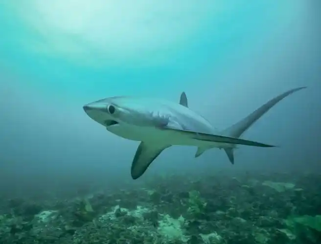 浅海长尾鲨(学名: i>alopias pelagicus /i>)是长尾鲨科,长尾鲨属鲨鱼