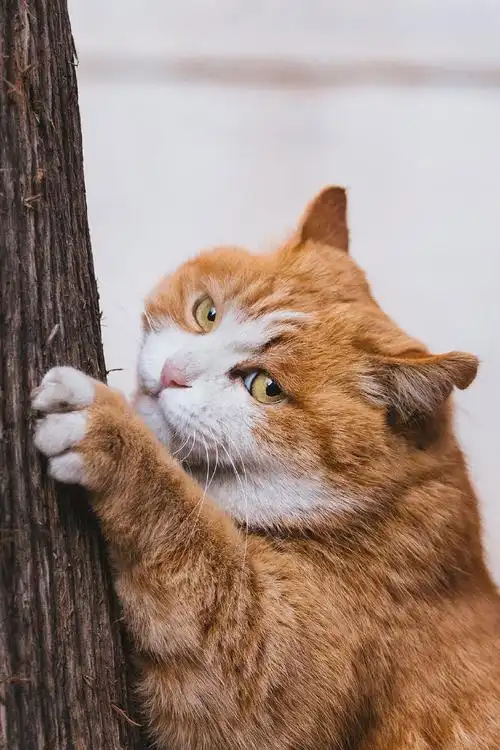 春日萌宠随手拍##故宫的猫##故宫猫