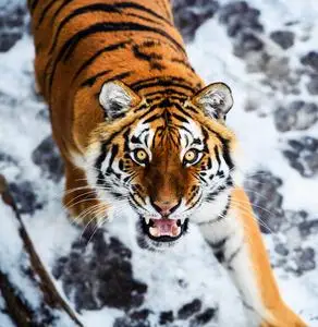 山楂黑老虎图片