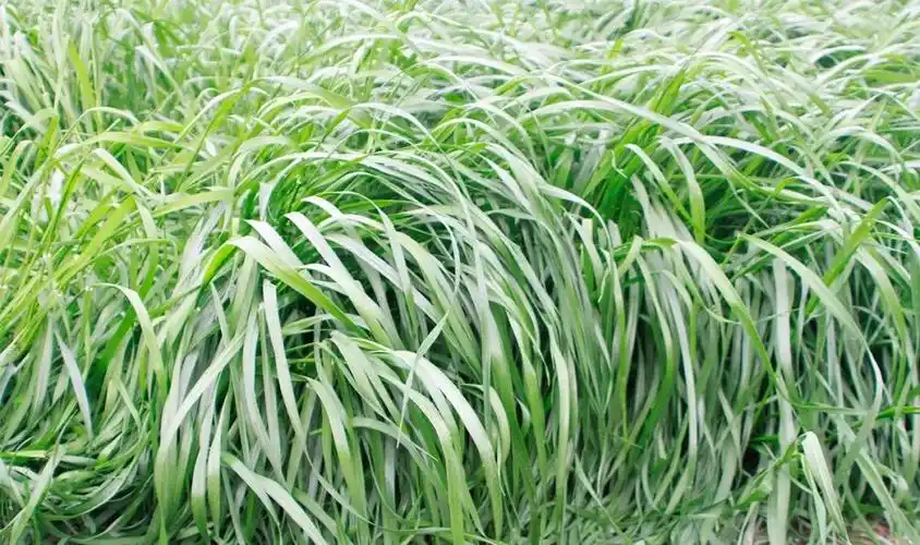 针茅结缕草薹草嵩草荆条马蹄金黑沙蒿白沙蒿菊苣苦荬菜罗布麻沙打旺