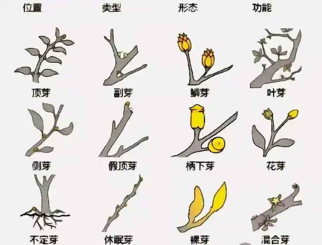 植物不认识这里有最详细植物识别法