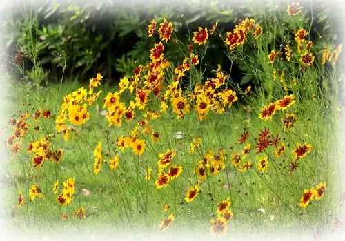 美丽江西农大摄影集锦(18)——校园花卉