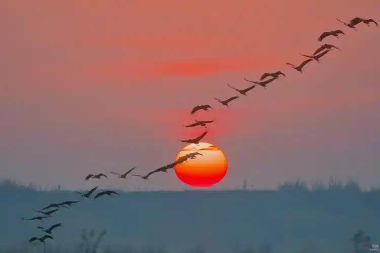 日出白鹤画行间