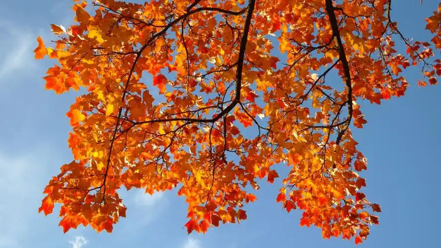 秋季好看的枫叶图片(2/10)