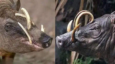 神奇"野猪",4颗奇特的牙齿,断牙就单身一辈子