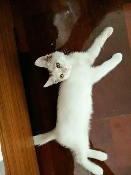 (赠送)波斯串串猫咪求领养