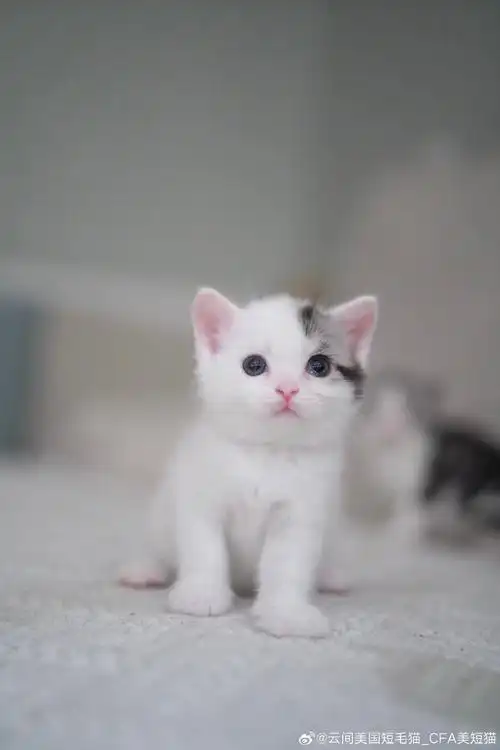 美国短毛猫##美短加白##赛级美短加白##cfa美短加白##美短高白##美短