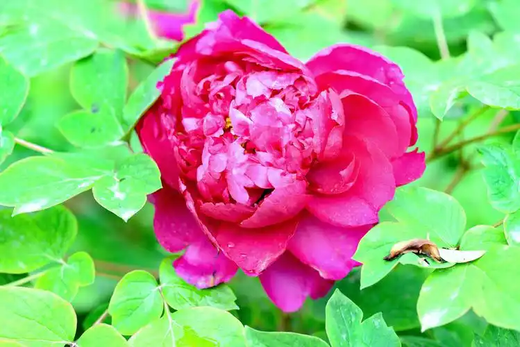 洛阳牡丹花会开始了洛阳红牡丹盛开欢迎每年的4月份来洛阳赏花旅游