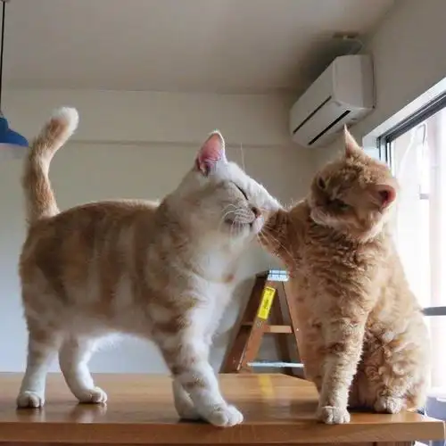 两只恩爱的猫夫妻.