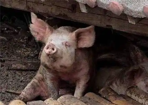 汶川地震,被困36天瘦了200多斤的猪坚强,如今在博物馆住了12年