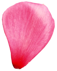 怎样画桃花花瓣一片一片的简笔画