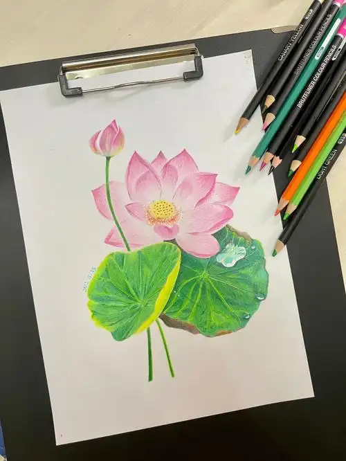 彩铅花卉荷花小白绘画日记07