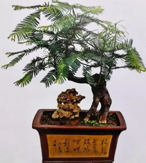 室内庭院名贵红豆杉树盆景提根山土栽老桩木本花卉绿植物树苗曼地亚