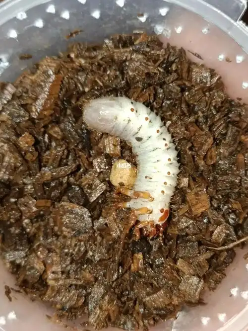 大王花金龟幼体