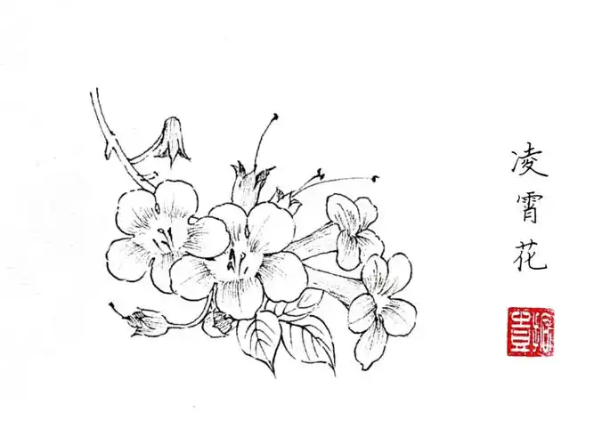 钢笔速写,古风花卉#寻找小红书绘画大神  #钢笔速写