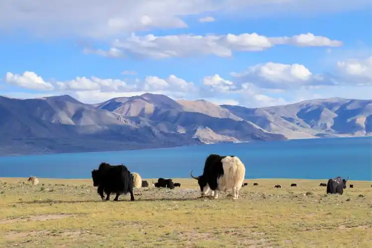 西藏阿里无人区探索