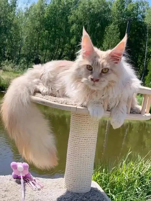 养一只凯米尔奶油色缅因猫