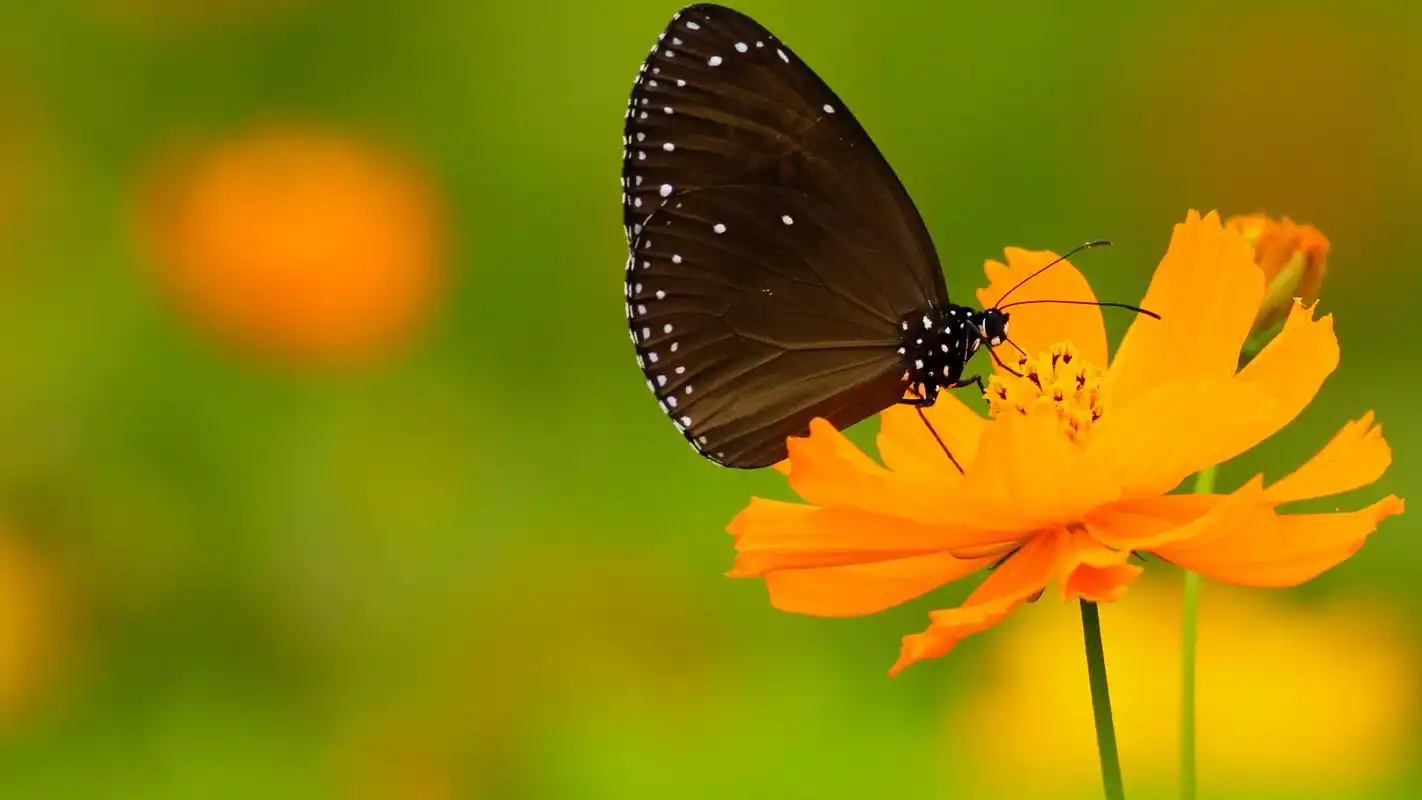 唯美花卉锁屏高清桌面壁纸