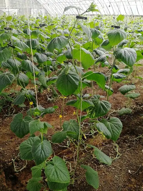 炭基农业大棚种植园~遵化市双利种植园,占地300亩,现在13号大朋1亩1分