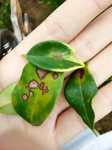 普通植物病理学实习作业 16植物保护一班申瑶瑶16221241248