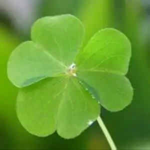 四叶草一阿冰头像