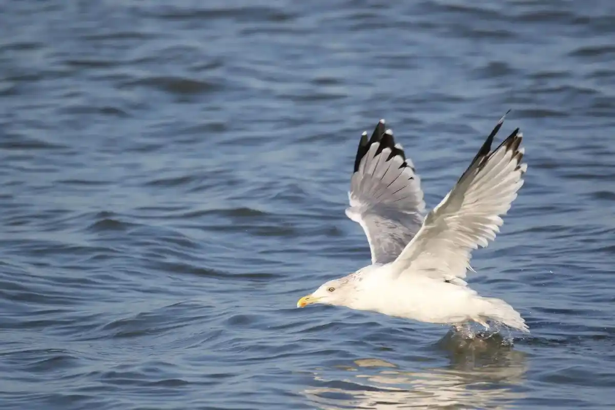 海鸥捕鱼,自然风景 ,抓拍瞬间,创意摄影 . - 抖音