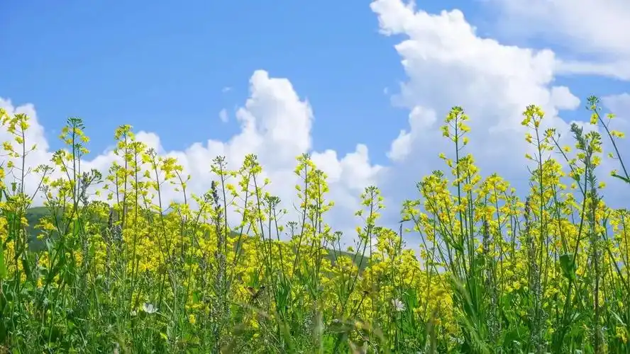 一秒带你进油画山东油菜花惊艳上线满满的文艺气息现在去看刚刚好