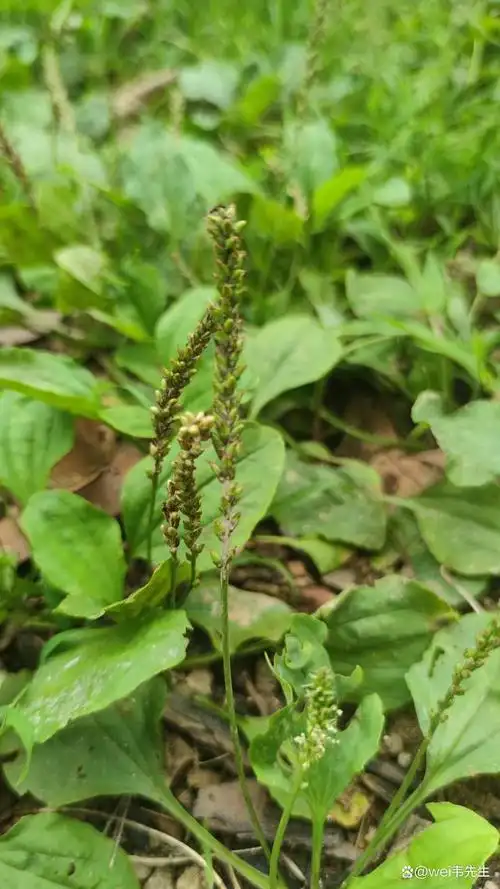 农村中常在路边见到的野生车前草