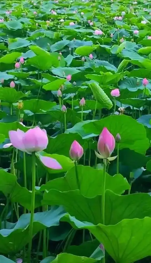 绿色护眼养眼壁纸美美哒其他网友回答:用了很长时间的锁屏壁纸其他