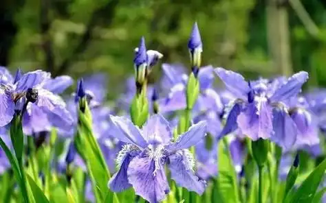 鸢尾花的寓意和象征