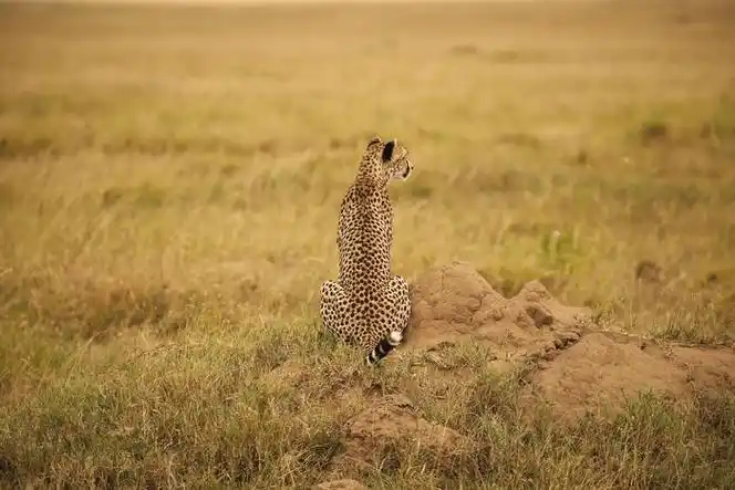 大猫猫leopardcheetah