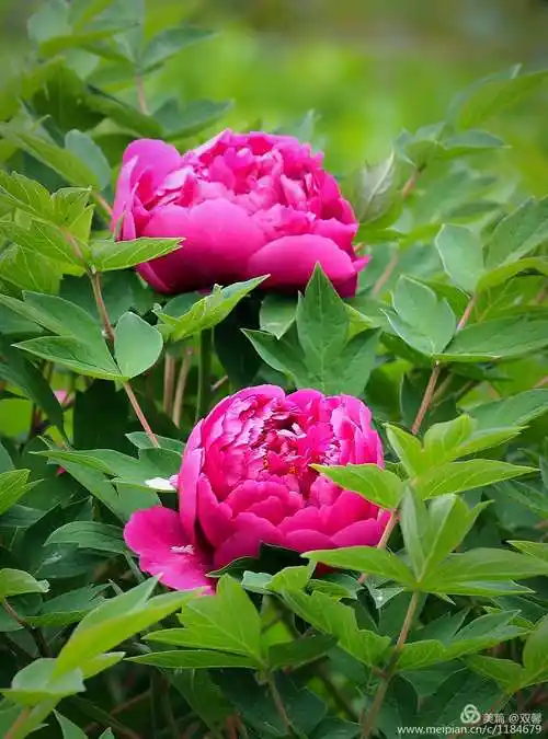 美丽鲜艳的牡丹花.