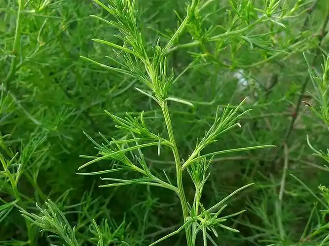 原创风滚草入侵全球在美国堵路又淹没小镇为何在我国却很难成年