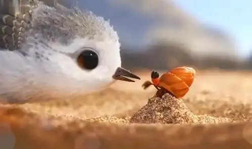 奥斯卡最佳动画短片《鹬》,家长值得一看