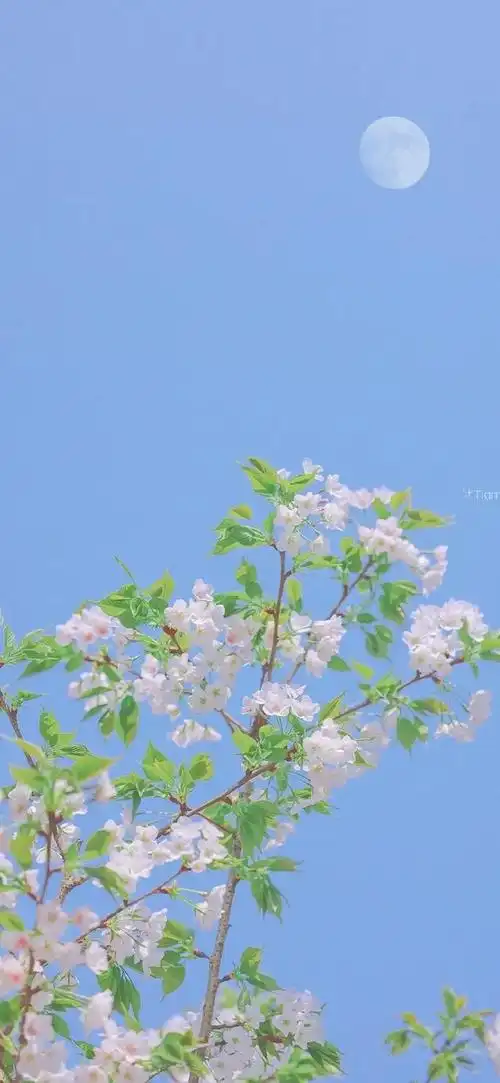 花卉壁纸|养眼唯美,清新淡雅,看一看心情美美哒|壁纸|微头条|美美哒