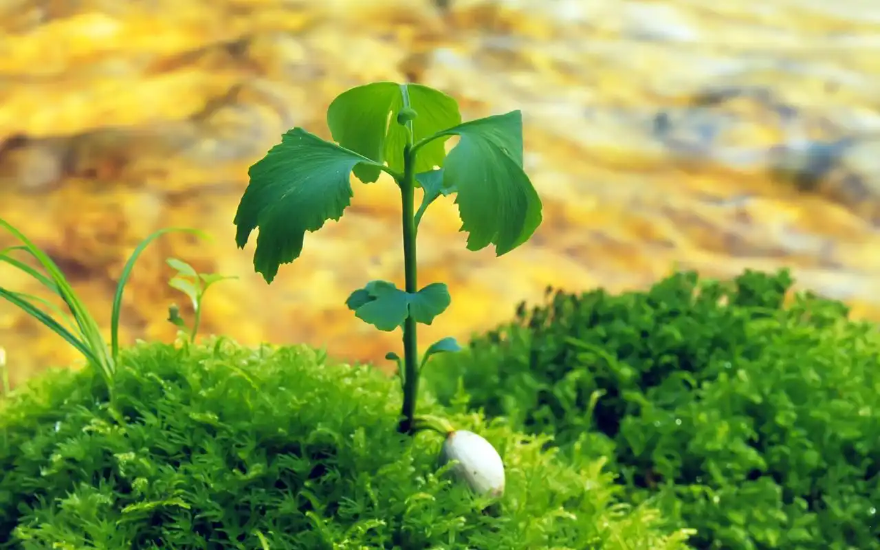充满生机的绿色嫩芽植物风景桌面壁纸