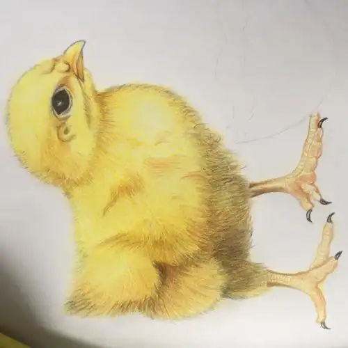 小鸡的绘画过程