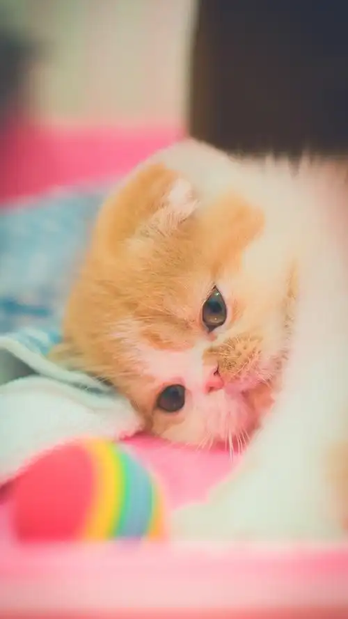 可爱喵星人呆萌高清手机壁纸图片