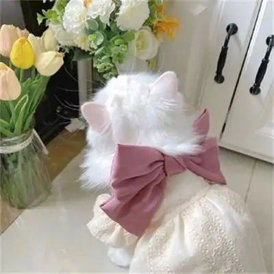 2022很萌的可爱的猫咪图片 超可爱猫咪图片萌萌哒_动物头像_美头网