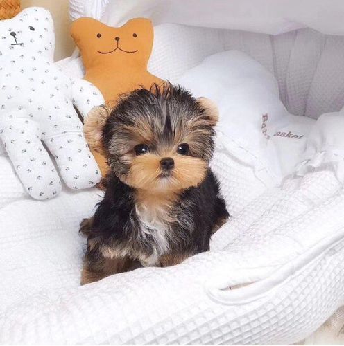 纯种约克夏幼犬活体约克夏犬幼崽金头银背金色茶杯体约克夏宠物狗