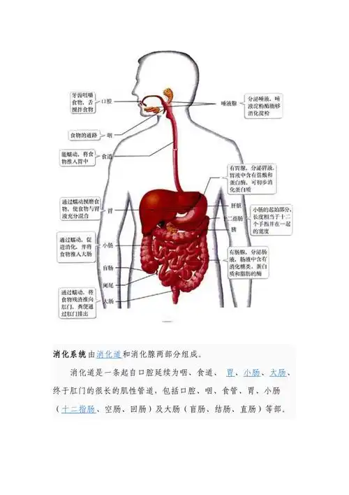 生物的八大系统