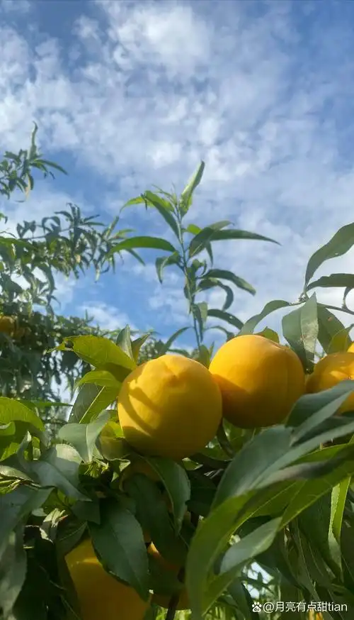 第一次看见黄桃,卖的特贵,只吃过两三次,现在老家附近就有个黄桃园