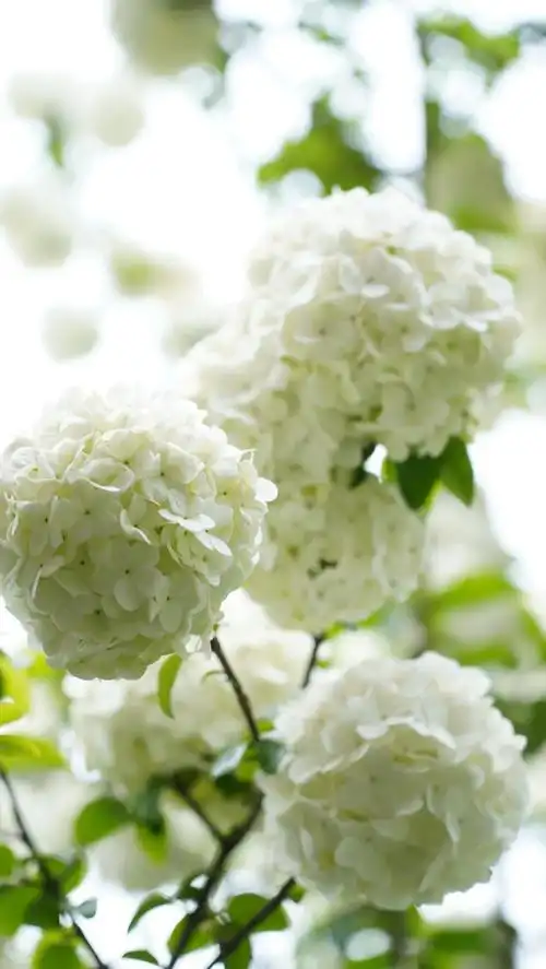 属于木绣球花的人间四月天来了