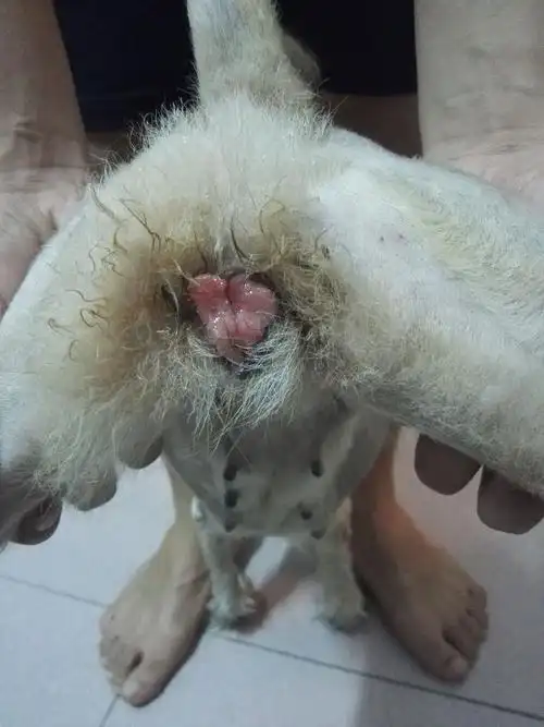 狗狗阴道口红色肉球