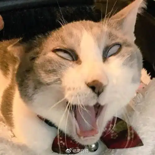 超级搞笑搞怪猫咪图片头像