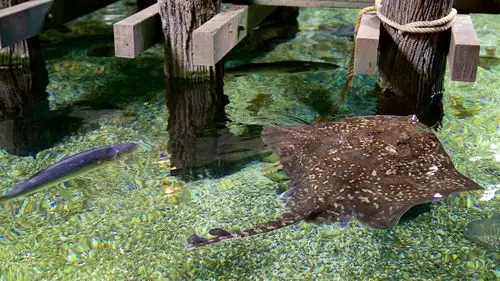 sea life timmendorfer strand - timmendorfer strand - tourism