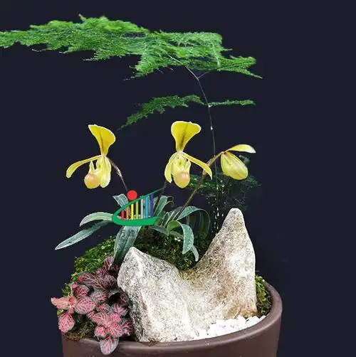 兜兰绿缘兰花原生海伦巧花paph.helenae迷你型植株花卉