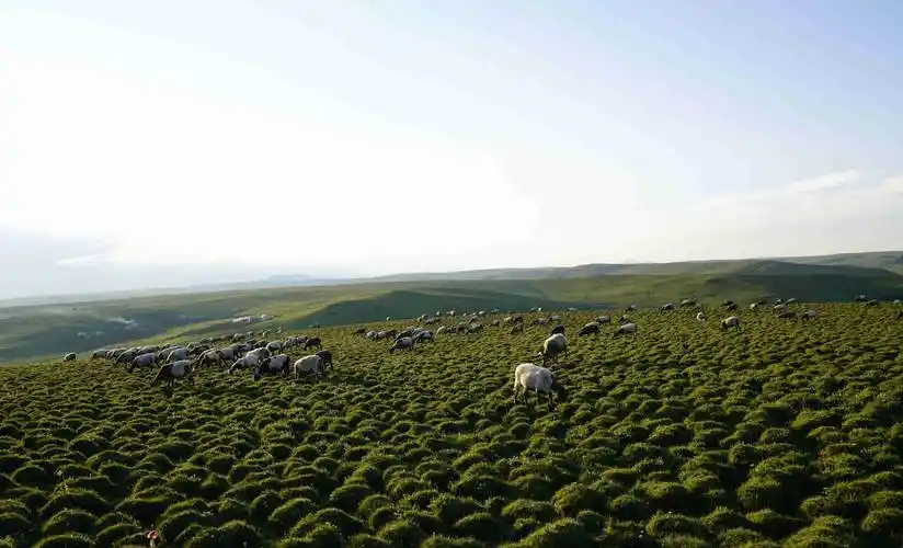 美仁大草原位于合作市合冶公路旁,这里有青藏高原特有的高山草甸草原