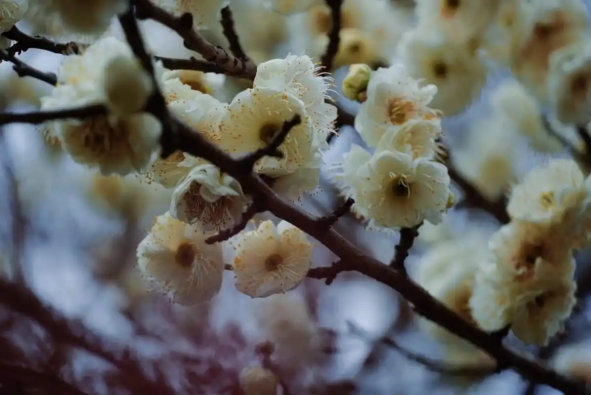 绿梅#古风摄影 #绿梅花  - 抖音