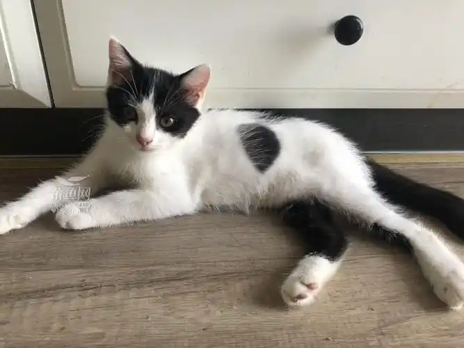 性格超级好的蓝白串串弟弟有偿领养